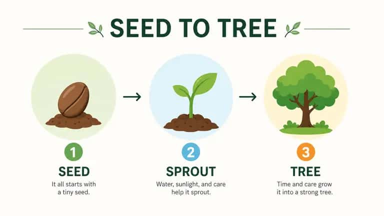 Seed-to-Tree Process Infographic